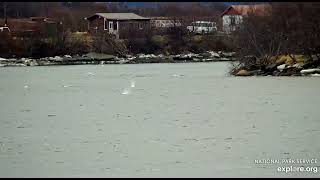 19 Apr 2024: Belugas on Naknek River Day 2 (explore.org)