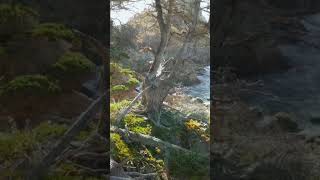 Besides still waters - Psalm 23 (Shorts)