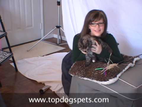 Lisa Loeb in Top Dogs and Their Pets