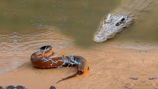 សត្វដែលមានថាមពលអគ្គិសនីនៅក្នុងខ្លួនខ្លាំងបំផុតសូម្បីតែក្រពើក៏វាអាចសម្លាប់បាន