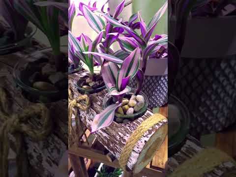 Video: Inch Plant Houseplant: ¿Cómo cuido mi planta de pulgadas?