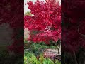 زیبای کمیاب عارف صفایی زیبای کمیاب عارف صفایی