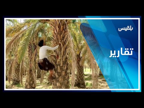 مزارع النخيل في مأرب ثروة رافدة للاقتصاد الوطني ومطالبات بدعم استمرار الإنتاج تقرير خليل الطويل