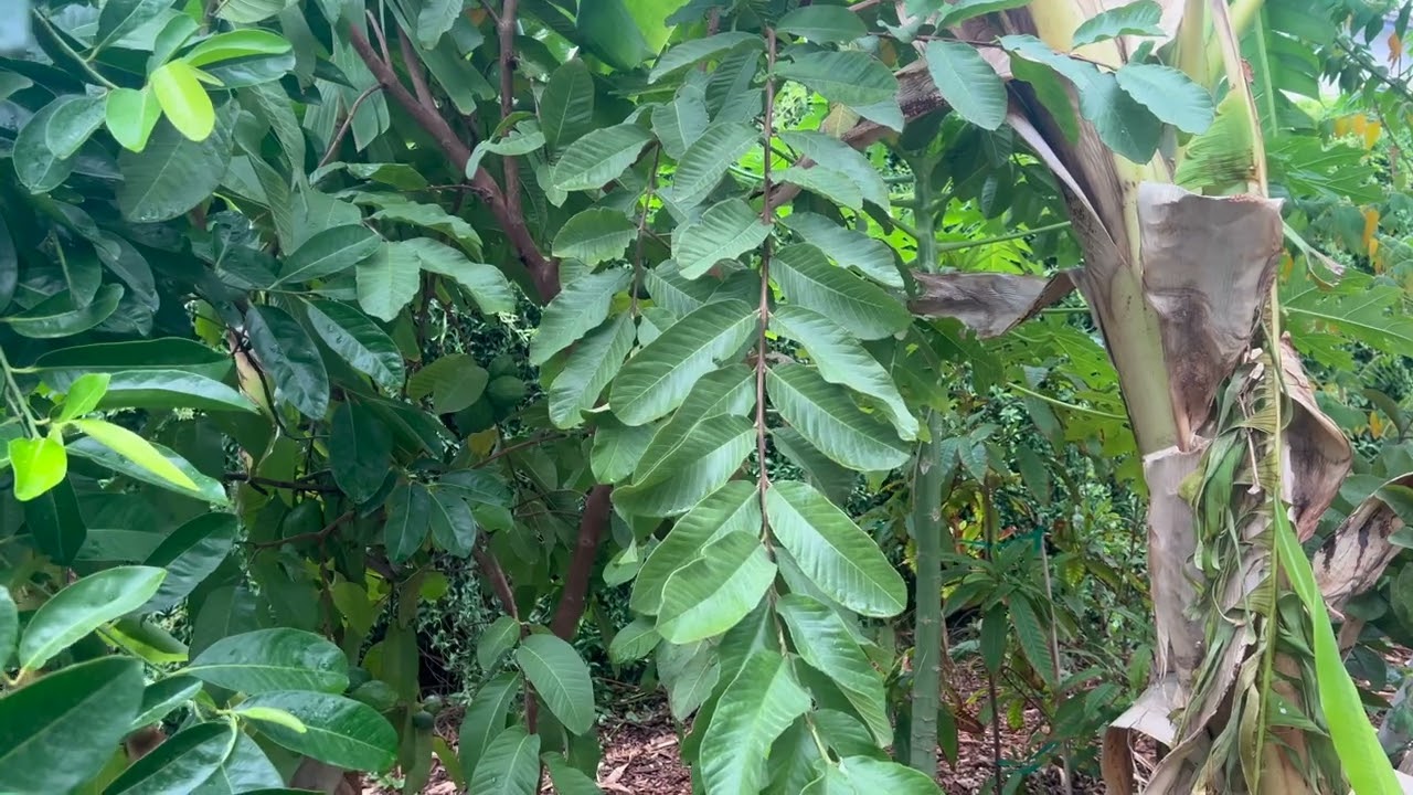 How Food Forests Cool Your Yard Up To 20 Degrees F!!