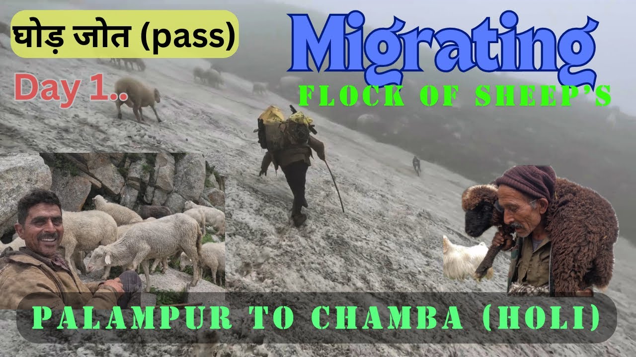 Migration of Shepherd with their herd . Going to (Ghoda  Pass ) Palampur to Holi Day 1.