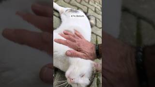 Boncuk Pamuk Muezza 474.Bölüm