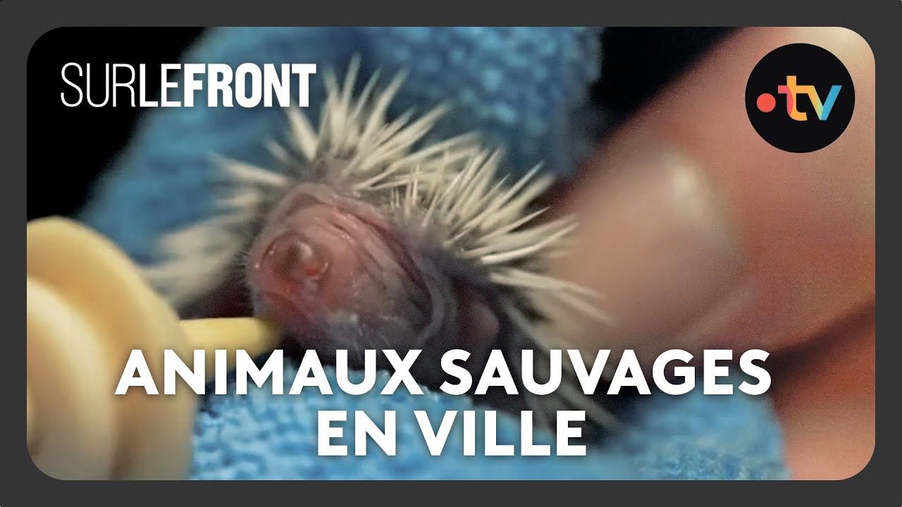 Hérissons, castors et faucons pèlerins en plein centre ville ! - avec Hugo Clément