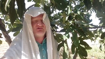 سورة التين للقارئ عامر جبو كاملا