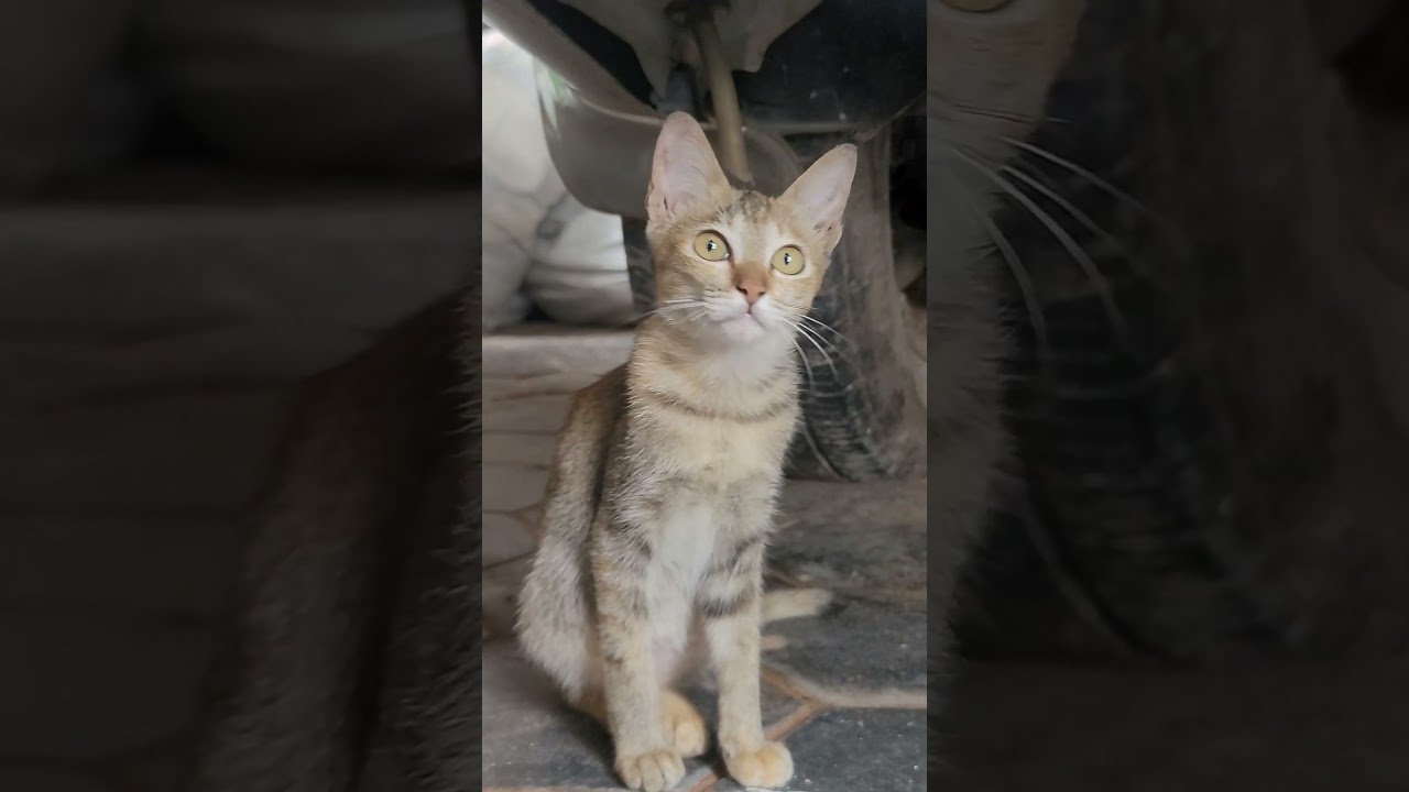 Happy Cats Eating Time 🐾💕