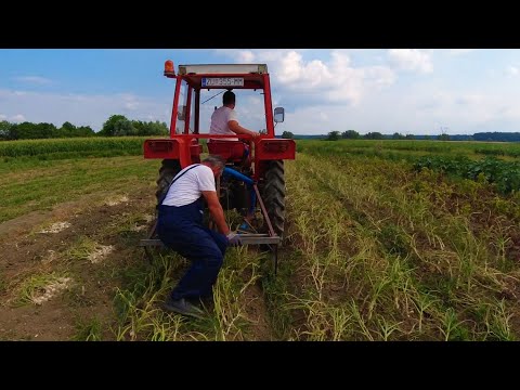 Video: Kako Pržiti češnjak