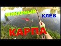 НАКОНЕЦ ТО ПОПАЛ НА КЛЁВ КАРПА !!!