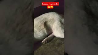 #hamare.carrie. short video#