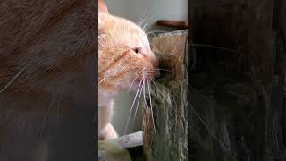 Cheddar sipping water #cat #catdrinkingwater #orangecat