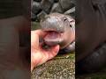 【Multi SUB】$800 Became $7.5 Million on a Baby Hippo in Thailand #shorts
