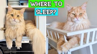 The BEST Places for Cats to Sleep!  Cat Bed ❌ | In Cabinet ✅