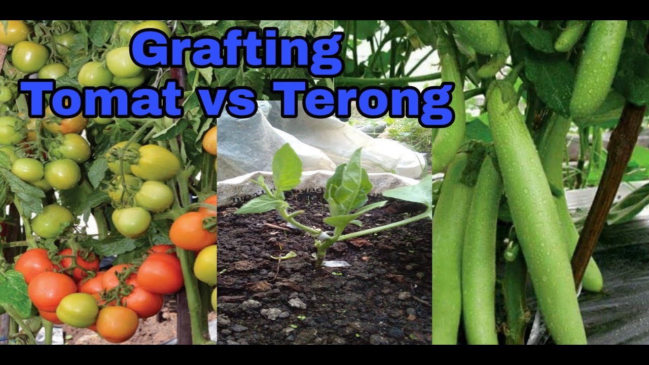 Sambung tomat di batang bawah terong,cepat berbuah dan berumur panjang.