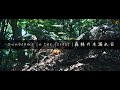 【4K】森林の木漏れ日 | Sun beams in the forest | vlog BGM | 作業BGM
