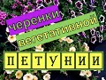 Пикировка черенков вегетативной петунии. Сколько надо воды?