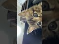 保護されて数日でスマホで自撮りする子猫