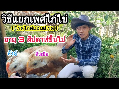 วิธีแยกเพศไก่ไข่ อายุ 3 สัปดาห์ขึ้นไป : SMILE FARM