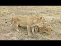 A Lion Pride, An Intruder And A Little Fight In Serengeti