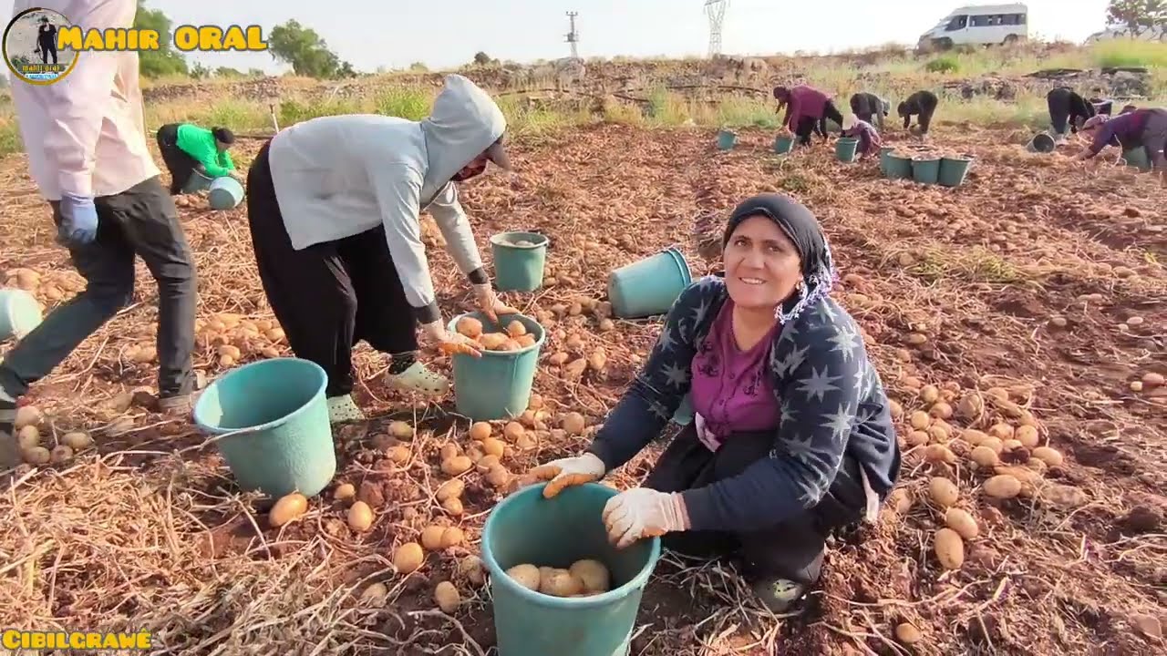 342- MARDİN NUSAYBİN KUYULAR CİBİLGRAWÊ KÖYÜ PATATES İŞÇİLERİNİ CEKİMİM 