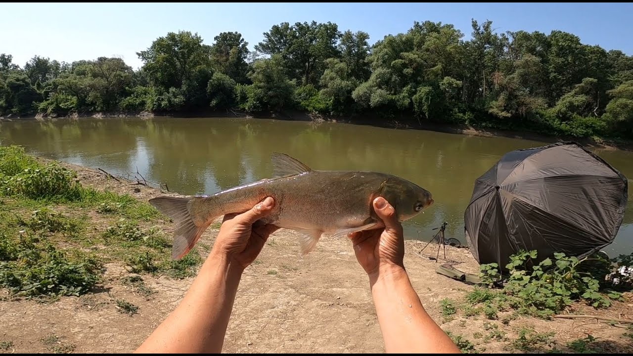 BUSÁZÁS - SZANASZÉT SZAGGATTÁK A SZERELÉKET - Horgászat a Hármas -Körösön.