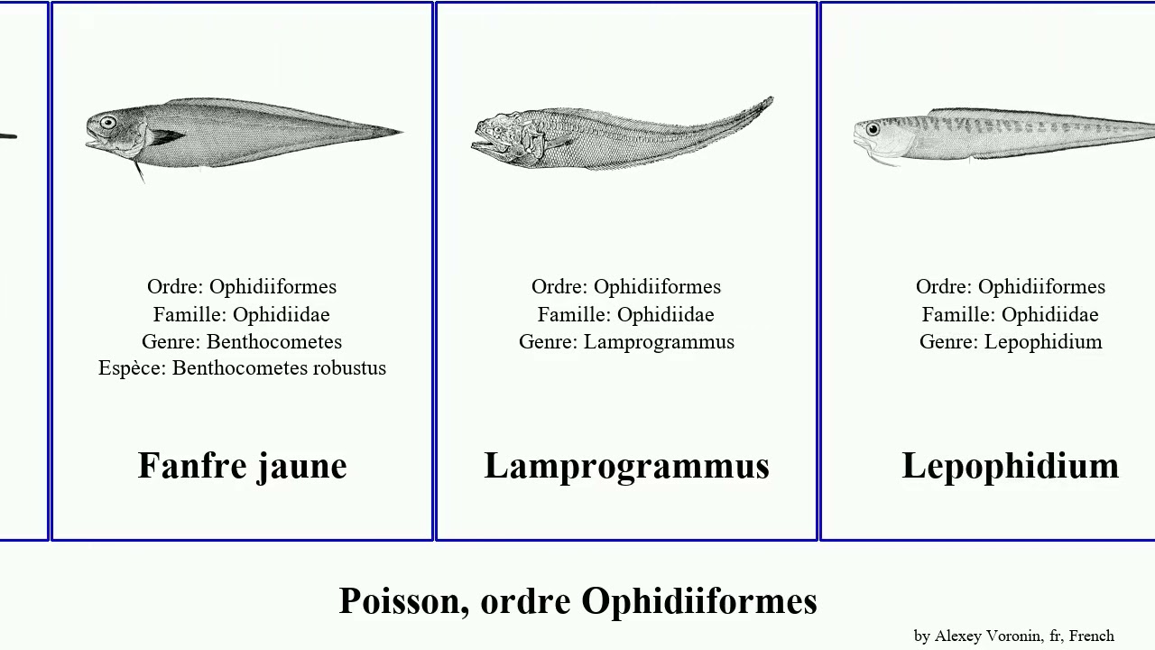 Poisson, ordre Ophidiiformes fish rose sans niger banc visage jaune sanguineus Ophidion Abadèche