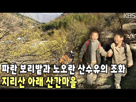 전라남도 구례면 상위마을의 봄맞이 풍경과 마을 가득 핀 <strong>산수유</strong> 꽃 [KBS 20030331 방송]