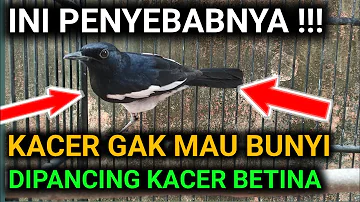 PENYEBAB KACER TIDAK MAU BUNYI DIPANCING KACER BETINA CUMA LONCAT LONCAT