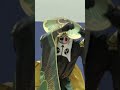 老松「八千代」 / OIMATSU「YACHIYO」 masked dance team MAHOROBA-SHU #shorts
