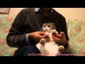 ふくたんのニクキュウケア