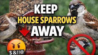 How to Keep House Sparrows Away from Feeders