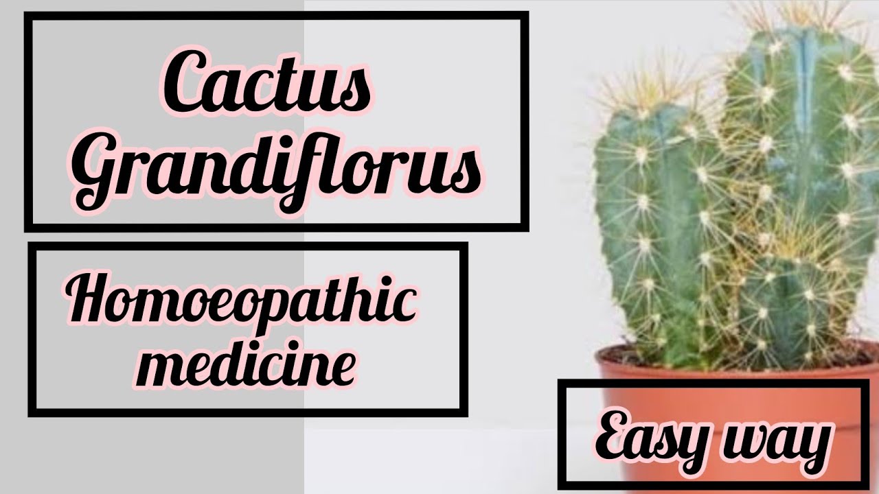 cactus grandiflorus HOMOEOPATHIC MEDICINE EASY WAY TO UNDERSTAND
