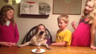 Bacon is 11