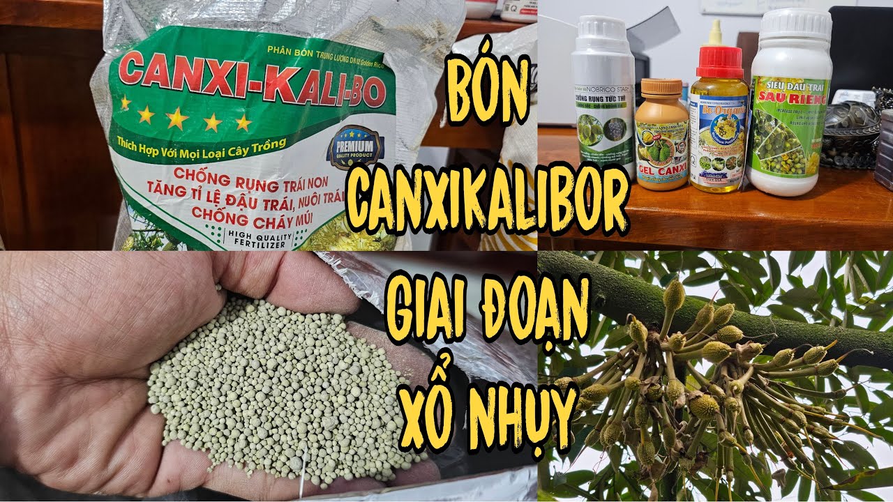 Sầu Riêng Xổ Nhụy Cần Phải Làm Gỉ? BÓN CANXIKALIBO_ TƯỚI NƯỚC_XỊT THUỐC ĐẬU TRÁI