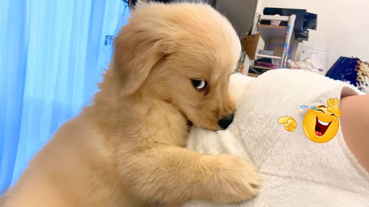 I Asked for a Dog… But Got a Full-Time Comedian Instead 😂🐶 Funniest Dog Moments Ever