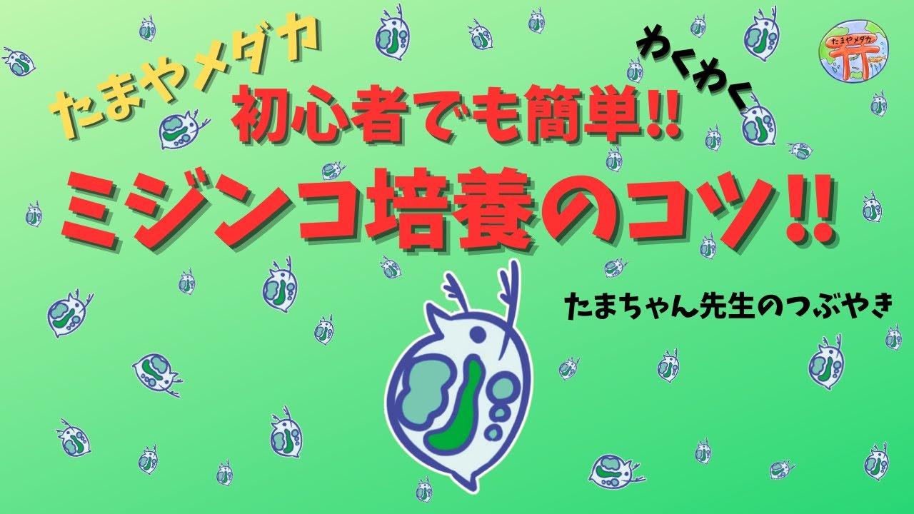 ミジンコ爆殖に大切なこと！ - YouTube