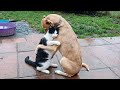 CATS and DOGS Awesome Friendship 🥰❤️