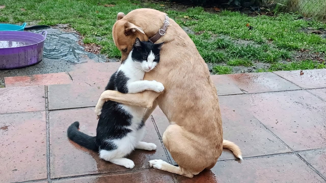 Замечательная дружба кошек и собак 🥰❤️