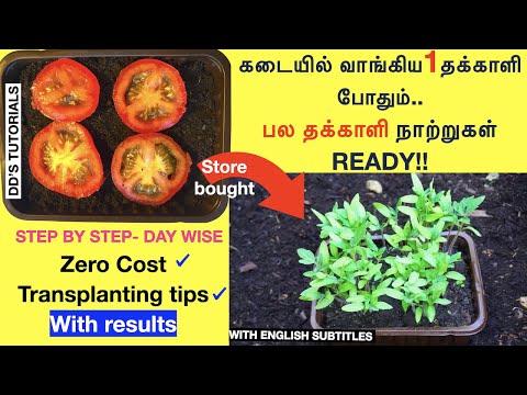 கடையில் வாங்கிய 1 தக்காளி போதும்|தக்காளி நாற்றுகள் வளர்ப்பது எப்படி |How to grow tomato seedlings