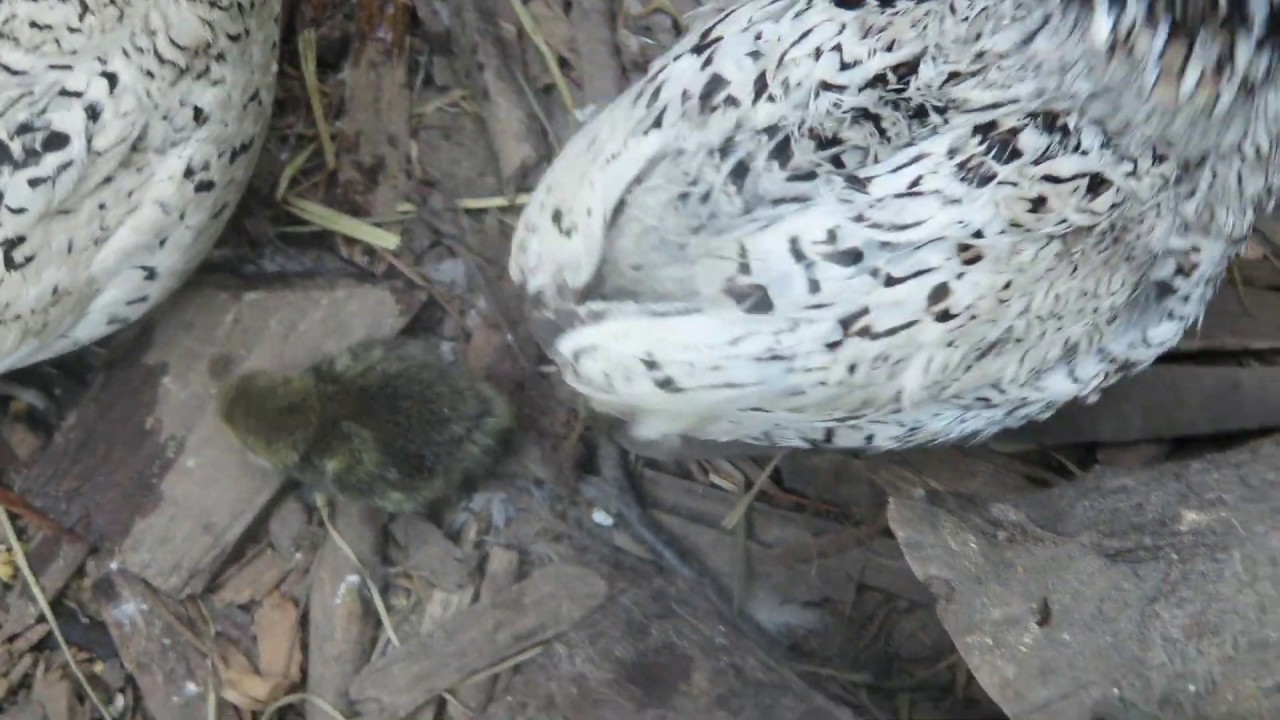 Bobwhite Quail hatched Coturnix eggs YouTube