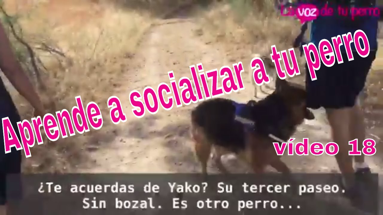 Cómo socializar a mi perro 24 Junio 2017