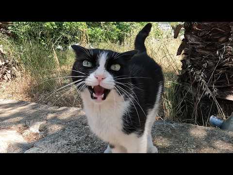 Stray Cat I've Known for 5 Years always greets me with the most heartfelt feelings