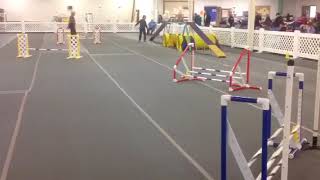 Pixie AKC Standard 2/25/18 clean