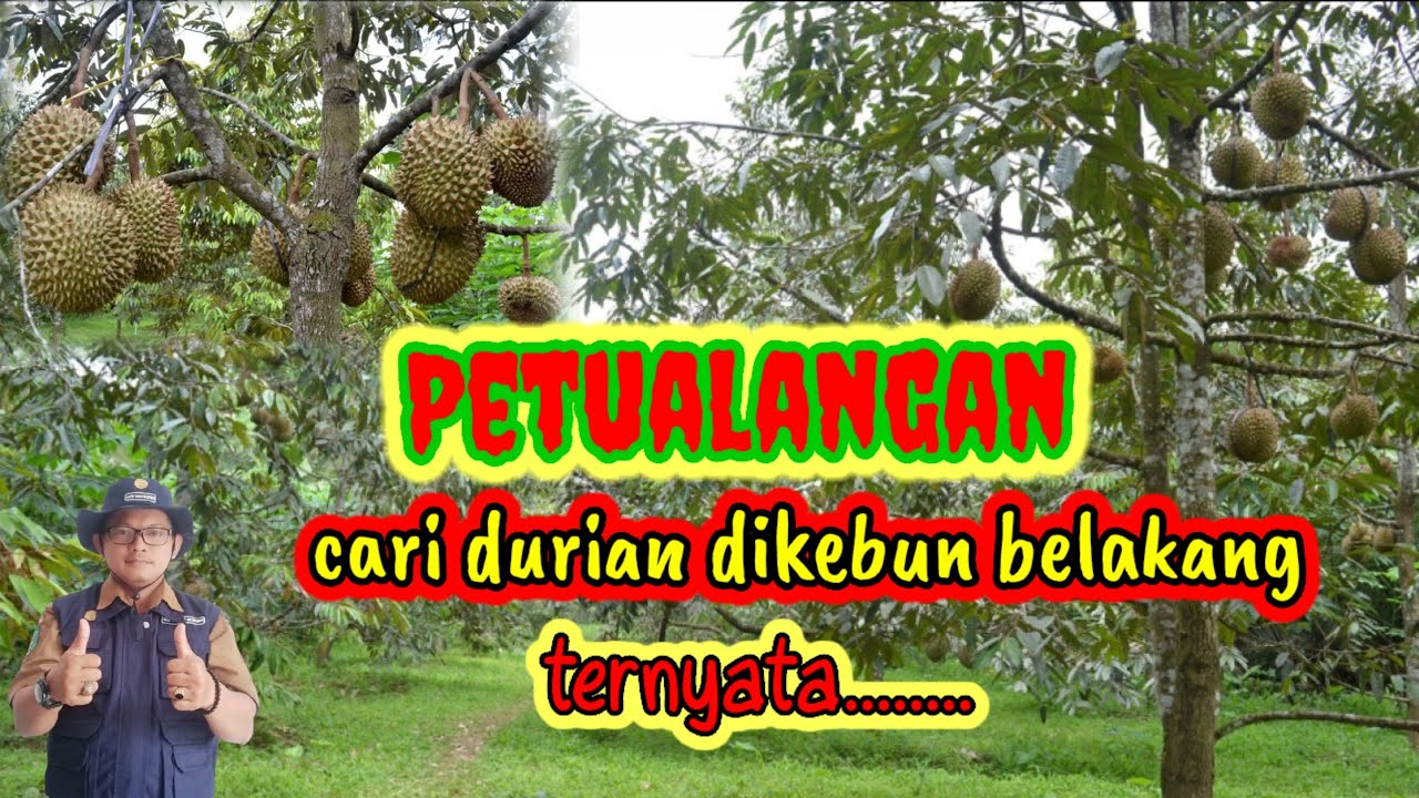 ПРИКЛЮЧЕНИЕ: ПОИСК ДУРИАНА В САДУ