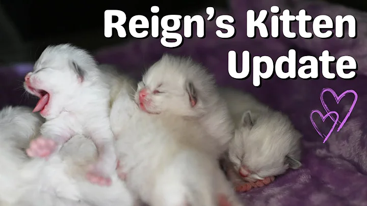 Video 7383111: cat kitten cute, cute kittens growing, cat old