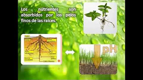 ¿Cuáles son los nutrientes de las plantas?