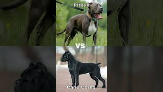 Pitbull vs Cane Corso { Subscribe for Pitbull, Like for Cane Corso } #pitbull #canecorso #pitbulldog
