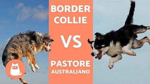 Quanto può vivere un pastore australiano?